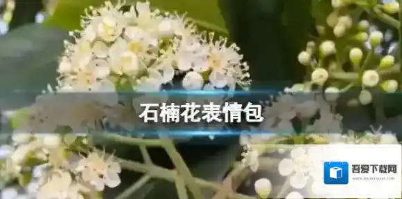 梗百科石楠花