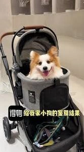 《得物》宠物鉴别完整指南