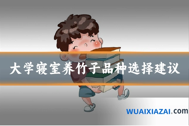 大学寝室养竹子品种选择建议