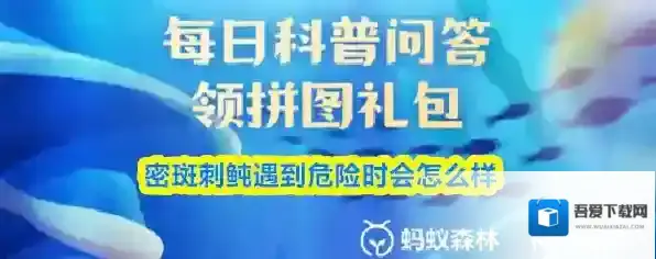 密斑刺鲀遇到危险时会怎么样