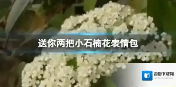 梗百科石楠花